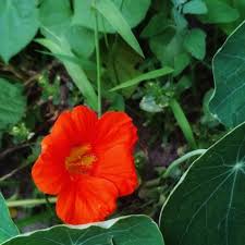 The seeds should be planted in the garden where they are to bloom, for they resent transplanting. Nasturtium Seeds Empress Of India Sow True Seed