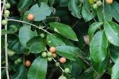 Image result for Salacia luebbertii