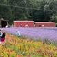 Freedom Farms Wildflower Festival