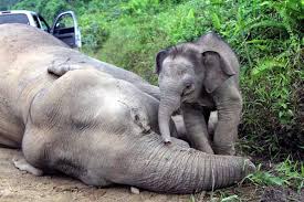 Join our fight to end animal cruelty! Malaysia S Worst Animal Cruelty Scandals Of 2013 The Star