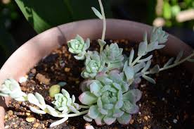 Transfer succulents to new containers just before the growing season starts. Are Clay Pots Good For Succulents Here S The Truth Succulents Grower