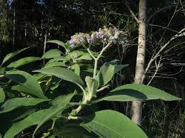 Image result for Solanum mauritianum