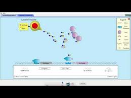 Gene mutations can be positive, negative or neutral. Pogil Activities For Ap Biology Genetic Mutations Answers