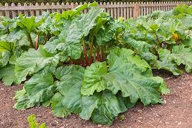 Romantic hydrangeas, climbing clematis and more perennial beauties infuse your garden with color, texture and fragrance for years to come. Plant These 10 Perennial Vegetables And Reap Harvests Year After Year Modern Farmer