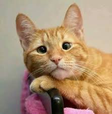 But without a youtube channel, you have no public presence on youtube. Video Kucing Merajuk Kerana Ditinggal Tuannya Anda Pasti Mengalir Air Mata What Happen