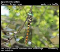 Image result for Pycnostachys orthodonta