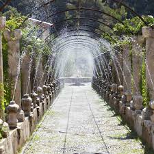 Image result for Doellia cafra