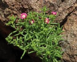 Image result for Delosperma tradescantioides
