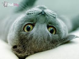 Kediler Neden Sinirlenir Kedi Sakinlestirme Yontemleri Kedi Blog