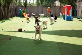 Beautiful facilities located in wolcott and west. Urban Tails Pet Resort Reviews Facebook
