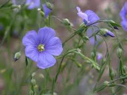 Image result for Linum