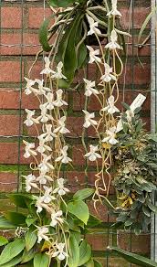 Image result for Aerangis kotschyana