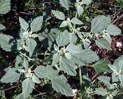 Image result for Chrozophora plicata