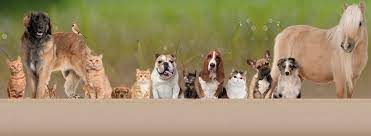 3316 53rd ave e, bradenton (fl), 34203, united states. All Pets Clinic In Lakewood Ranch Home Facebook