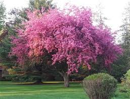 Once the flowers begin to fade, the tree is left with beautiful green leaves and bark. Kwanzan Cherry Tree Gardenerdy