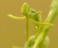 Image result for Habenaria tentaculigera