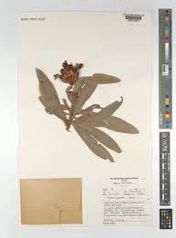 Image result for Protea gaguedi