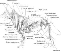 Http Infovets Com Books Canine A Images A034 01 Gif Anatomy Dogs Canine
