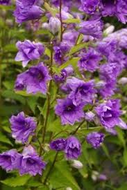 Campanula Trachelium Bernice Wow Find It Campanula Beautiful Flowers Pretty Plants