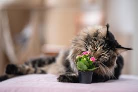 Feed only cooked and chopped carrots to however, most people recommend only feeding cats cooked carrots, since the raw form can be very crunchy, making it difficult for cats to chew and. Substances Unsafe For Cats