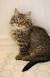 Medium Haired Tabby Kitten