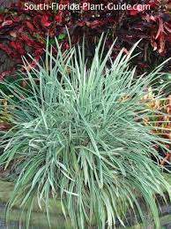 We did not find results for: Grass Like Plants Liriope Mondo Grass And Aztec Grass