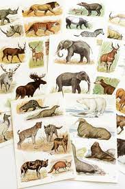 1960s Wild Animal Illustrations For Collage Scrapbooking Or Framing Animal Illustration Animals Wild Animals
