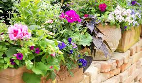 Modèle d'intérieur et d'extérieur intérieur protégé contre les ultraviolets design magnifique prix abordable. Conseils Pour Reussir Une Composition De Jardiniere Jardiland