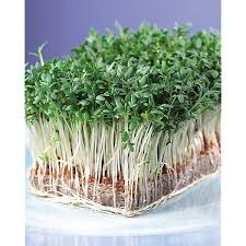 Les Graines Germees Facile A Produire Pour Un Apport Nutritionnel Prouve Graines Germees Graine Germoir
