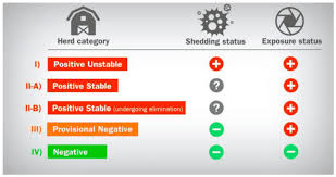 Analysing The Impact Of Prrs In A Large Pig Production Group In Europe The Pig Site