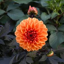 Image result for Lilium martagon `Manitoba Fox`