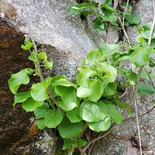 Image result for Celastraceae