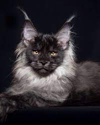 The Most Majestic Cat I Have Ever Seen Album On Imgur