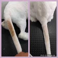 Overactivity of the submental organ (sebaceous gland on the chin) is a relatively common finding and termed 'chin acne'. Cats Empire Stud Tail In Cats Comes From The Animal S Facebook