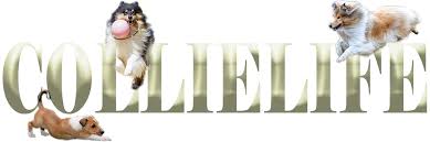 Buy and sell smooth collies puppies & dogs uk with freeads classifieds. Smooth Collie Puppies And Older Dogs For Sale In The Uk And Europe