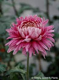 Pin By Gardening Dig It On Mums Mums Mums Chrysanthemum Beautiful Flowers Pretty Flowers