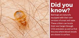 Does Peppermint Oil Repel Or Kill Bed Bugs Interesting Answer Pest Strategies