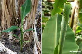 Sorry no local pickup at this banana trees for sale! Banana Tree Hardy Banana Musa Basjoo How To Grow From Seed And Care Plantopedia