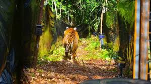 Wisata ternak kandang macan : Cerita Horor Usai Lepasnya Harimau Di Sinka Zoo Yang Terkam Pawang Hingga Tewas Regional Liputan6 Com