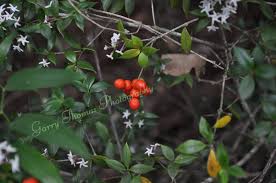 Image result for Alyxia ruscifolia