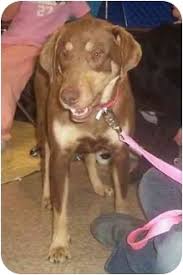 Luckily, australian shepherd mixes are usually mellower and easier to keep up with, although they still need a fair amount of exercise. 55 Brown Doberman Australian Shepherd Mix L2sanpiero