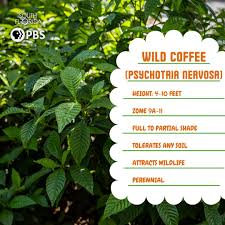 Image result for Psychotria succulenta