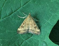 Image result for Pyrausta despicata