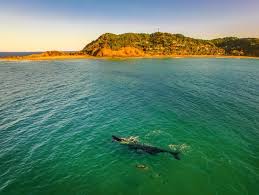 The petition, which calls for a filming ban, argues. Whale Migration In Byron Bay What S On Byron Bay Elements Of Byron
