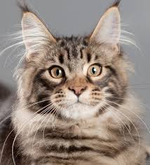 Any cat owner would say how wonderful it is to have a pet cat at home. Maine Coon