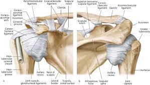 The pectoralis minor muscle is a small. Shoulder Elbow And Upper Extremity Sports Musculoskeletal Key