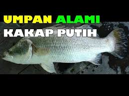 Aji subowo 23.425 views1 year ago. Umpan Paling Jitu Untuk Mancing Kakap Golectures Online Lectures