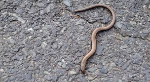 Die Blindschleiche Beliebter Schneckenjager Im Garten Blindschleiche Pflanzen Gegen Schnecken Garten