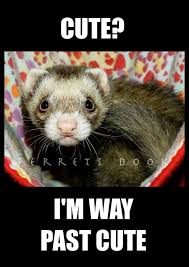 Ferrets Cute Animals Ferret Funny Forever Awesome Home Love Carpetshark Catsnake Weasel Https Www Facebook Cute Ferrets Funny Ferrets Pet Shark