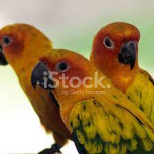 gunes muhabbet kusu stok fotograflari freeimages com